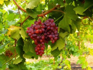 Виноградники за пятилетку прирастут на 50 тысяч гектаров