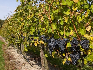 Кабардино-Балкария принялась за развитие виноградарства