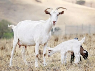 В Сабинском районе Татарстана появится молочный комплекс на 7,8 тыс. коз