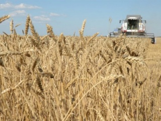 Воронежские сельхозпредприятия готовы к импортозамещению