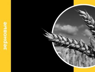 Ежемесячный обзор рынка зерновых от 13 февраля 2020 года