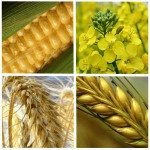 Новосибирская область будет поставлять в Маньчжурию лен, пшеницу и рожь
