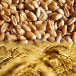 Пшеница на мировом рынке подорожала на 1,9%, кукуруза — на 2,9%