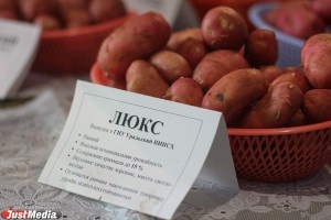 Уральские ученые вывели два люксовых сорта картофеля