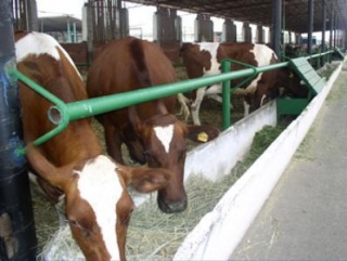 На Алтае показан пример животноводческой фермы