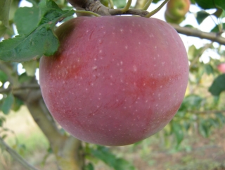 В Калининградской области заложен промышленный яблоневый сад