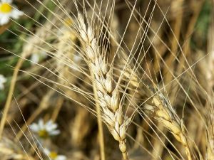 Семена яровой пшеницы Донская Элегия