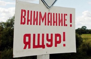 В Приморье приступили к ликвидации последнего очага ящура