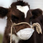 Очаг ящура выявлен Забайкальском крае