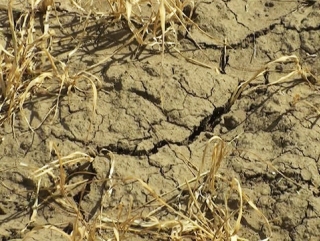 Сумма ущерба от засухи в Татарстане составила 4 млрд рублей