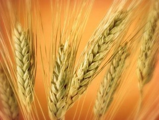 Амурская область собрала рекордный урожай зерновых