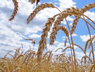 Уборочная кампания в России: 20 млн плюс! Котировки пшеницы: минус доллар