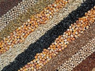 Украина наращивает  экспорт зерновых