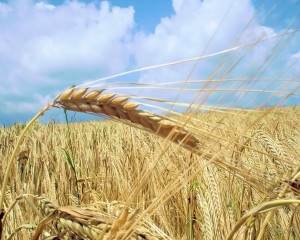 Прогноз мирового урожая пшеницы 2013-2014