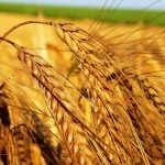 Более 100 млн тонн зерна убрано в России