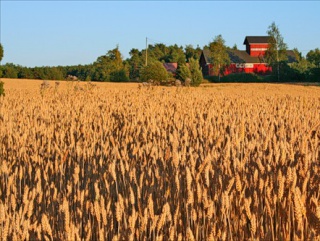 Минсельхоз РФ прогнозирует к 2030 году рост валового сбора зерна до 130 млн. тонн