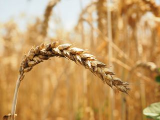Турция изменила правила ввоза пшеницы из РФ в одностороннем порядке