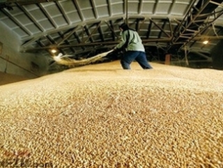 Красноярские аграрии начнут продавать зерно и рапс в Китай