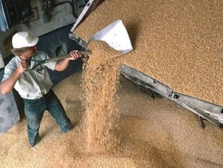 Зерновые закупочные госинтервенции запустят в сентябре