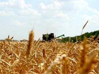 Рисовые чеки Крыма засеяли зерновыми