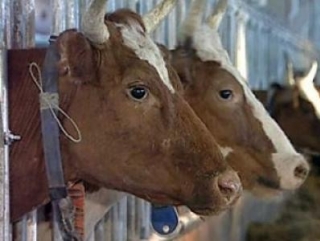 В Рязанской области развивается животноводство